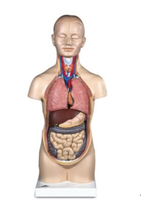 Mini Torso B22, 12-teilig
