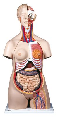 Luxus Profi Torso B30, zweigeschlechtlich, 24-teilig