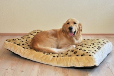 Hundekissen Â