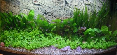 Aquarienpflanzenset fÃŒr 200 Liter Aquarien