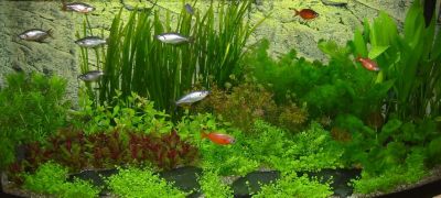 Aquarienpflanzenset fÃŒr 260 Liter Aquarien