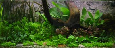 Aquarienpflanzenset fÃŒr 160 Liter Aquarien