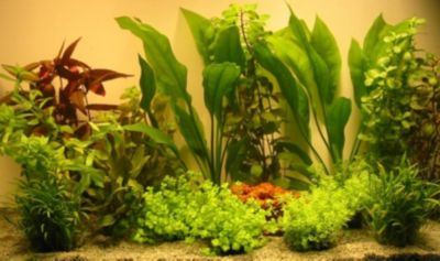 Aquarienpflanzenset fÃŒr 100 Liter Aquarien