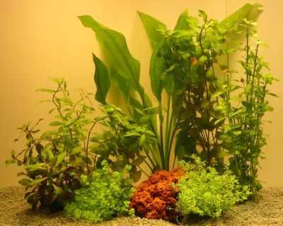 Aquarienpflanzenset fÃŒr 60 Liter Aquarien