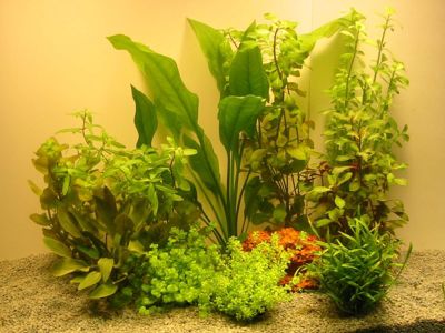 Aquarienpflanzenset fÃŒr 80 Liter Aquarien