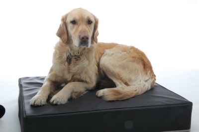 Produkt Hunde-Wasserbett