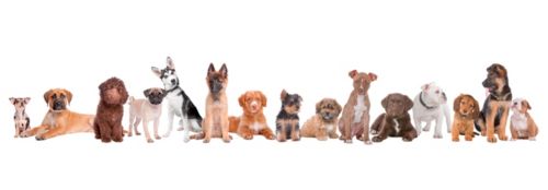 Glasbild Hundefamily