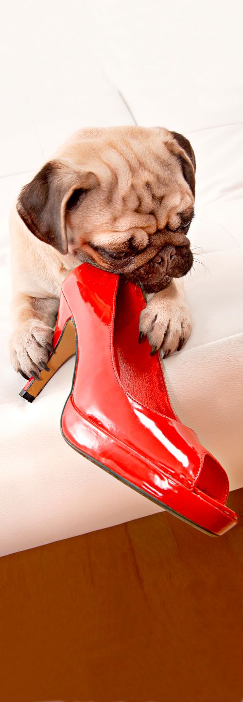 Glasbild Mops