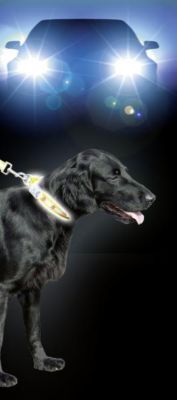 Kerbl Flash & Reflex Hunde Halsband gelb, 25 mm / 30 bis 37 cm Preisvergleich