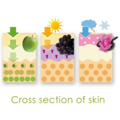 chiara ambra Multi Stem Cell Serie, 24H-Creme
