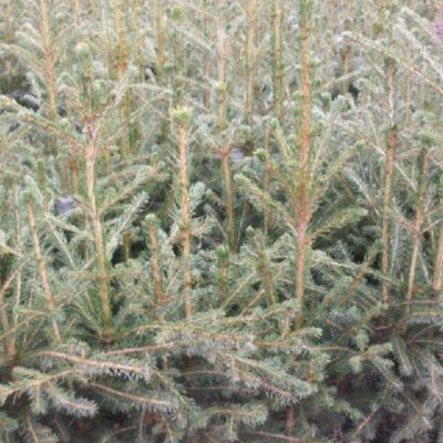 Picea abies - (Rotfichte / Gemeine Fichte), Wurzelware      40-70 cm