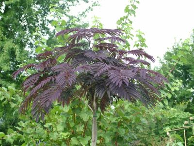 Albizia, rot Summer Chocolate, 1St&uuml;ck Preisvergleich