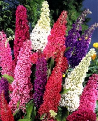 Sommerflieder Royal Red, 1 Pflanze Preisvergleich