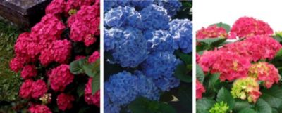 Garten-Hortensien  1x rot  1x rosa  1x blau