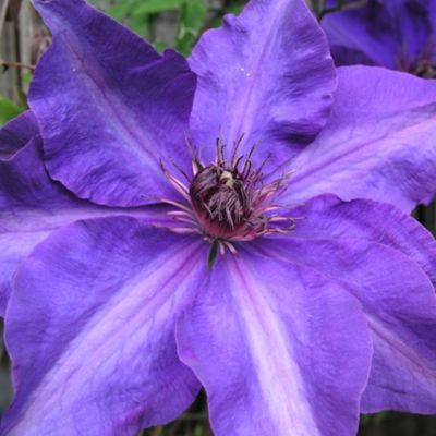 Clematis The President(r) Preisvergleich