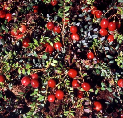 Cranberry, 2.3St&uuml;ck Preisvergleich