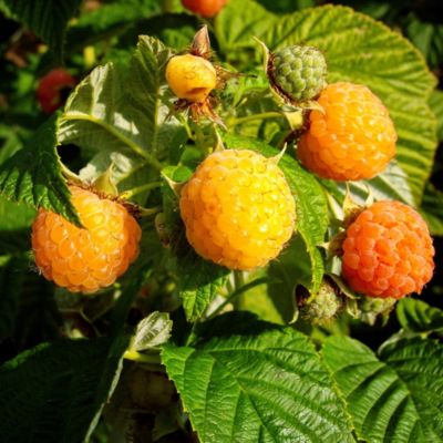 Himbeere Golden Queen, 2.3Stck Preisvergleich