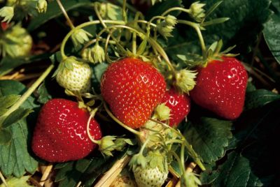 Erdbeere Mara des Bois, 2.10 St&uuml;ck Preisvergleich