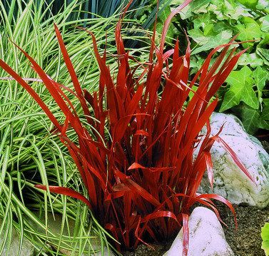 Staude Japanisches Blutgras Red Baron(r) Preisvergleich