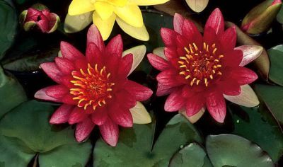 Seerose Attraction, rot Preisvergleich