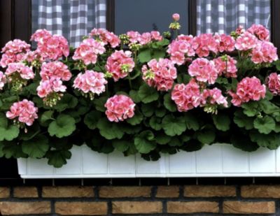 Geranien, hängend, 6 Pflanzen rot + 6 Pflanzen rosa blühend, 12 cm Topf