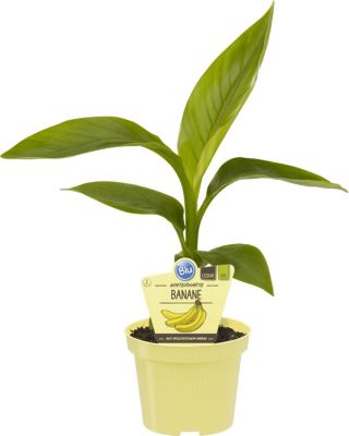 Bananenpflanze, 1Stck Preisvergleich
