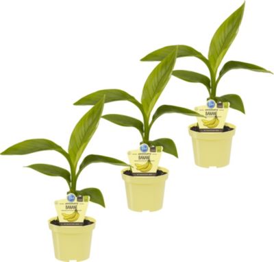 Bananenpflanze, 3Stck Preisvergleich