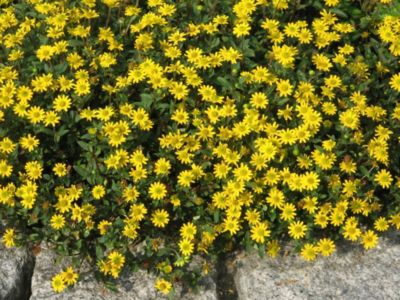 Sanvitalia Azteken-Gold, 4 St&uuml;ck Preisvergleich