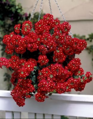 Verbene Temari, rot 8 St&uuml;ck Preisvergleich