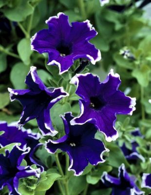 Petunia Evita in blauwei&szlig;, 8St&uuml;ck Preisvergleich