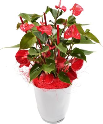 Flamingo-Blume, Anthurie im Deko-Topf Preisvergleich