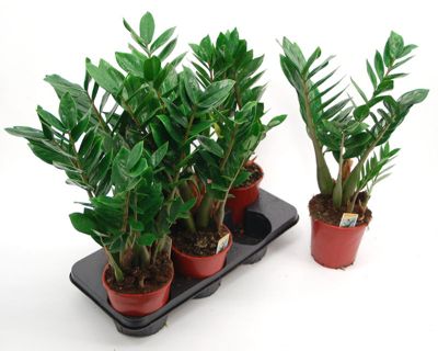 Zamioculcas im Deko-Topf mit Schleife Preisvergleich