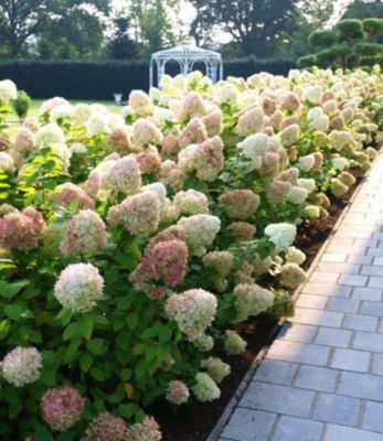 Freiland Hortensienhecke Weiss Rose Hydrangea 5 Pflanzen