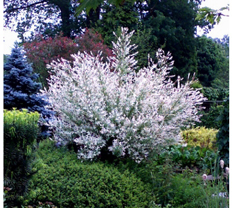 Exotische Pflanzen Fur Den Garten Sweetmenu Info Exotische Pflanzen Für Garten Und Terre Gartenl Ratgeber Gartenarbeit Ideen